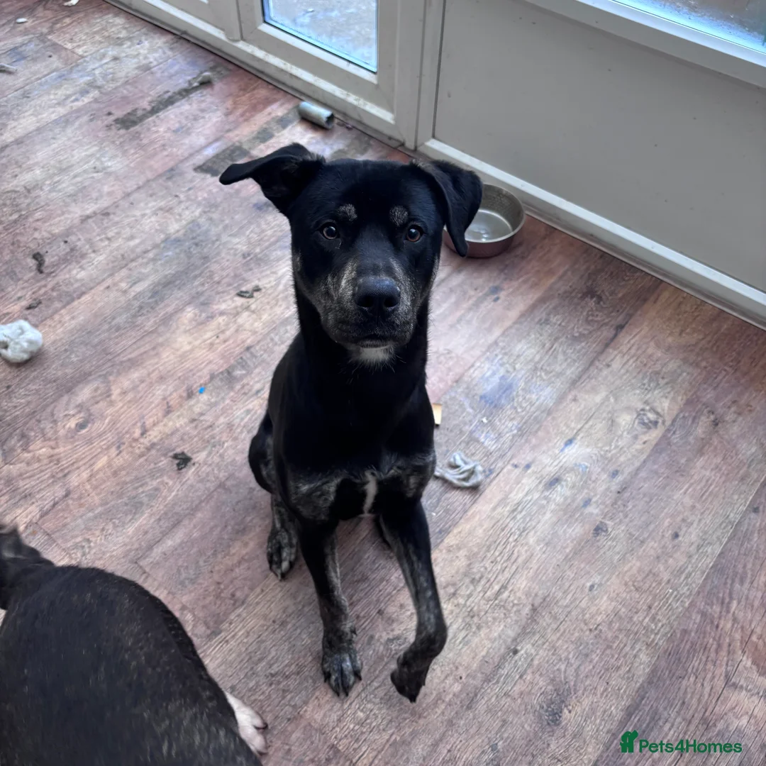 Mixed Breed dogs for sale: American Bulldog x Husky *SPIKE* - Advert 3