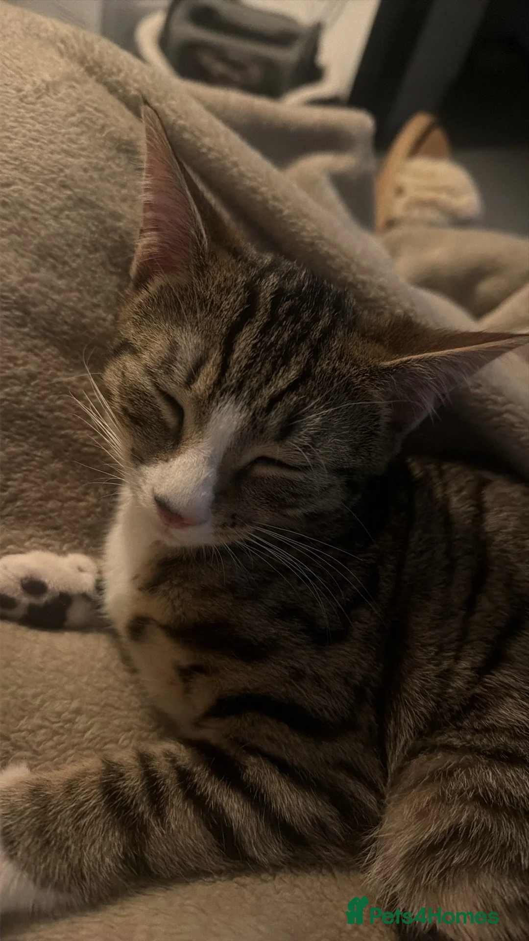 Mixed Breed cats for sale: Two males mixed breed  - Advert 7