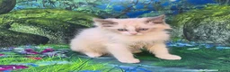 Ragdoll cats for sale: GCCF Registered Ragdoll Kittens  - Advert 3