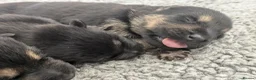 German Shepherd dogs for sale: Champion-Line KC Pups From Health Tested Parents - Advert 15