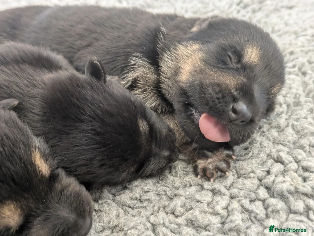 German Shepherd dogs for sale: Champion-Line KC Pups From Health Tested Parents - Advert 15