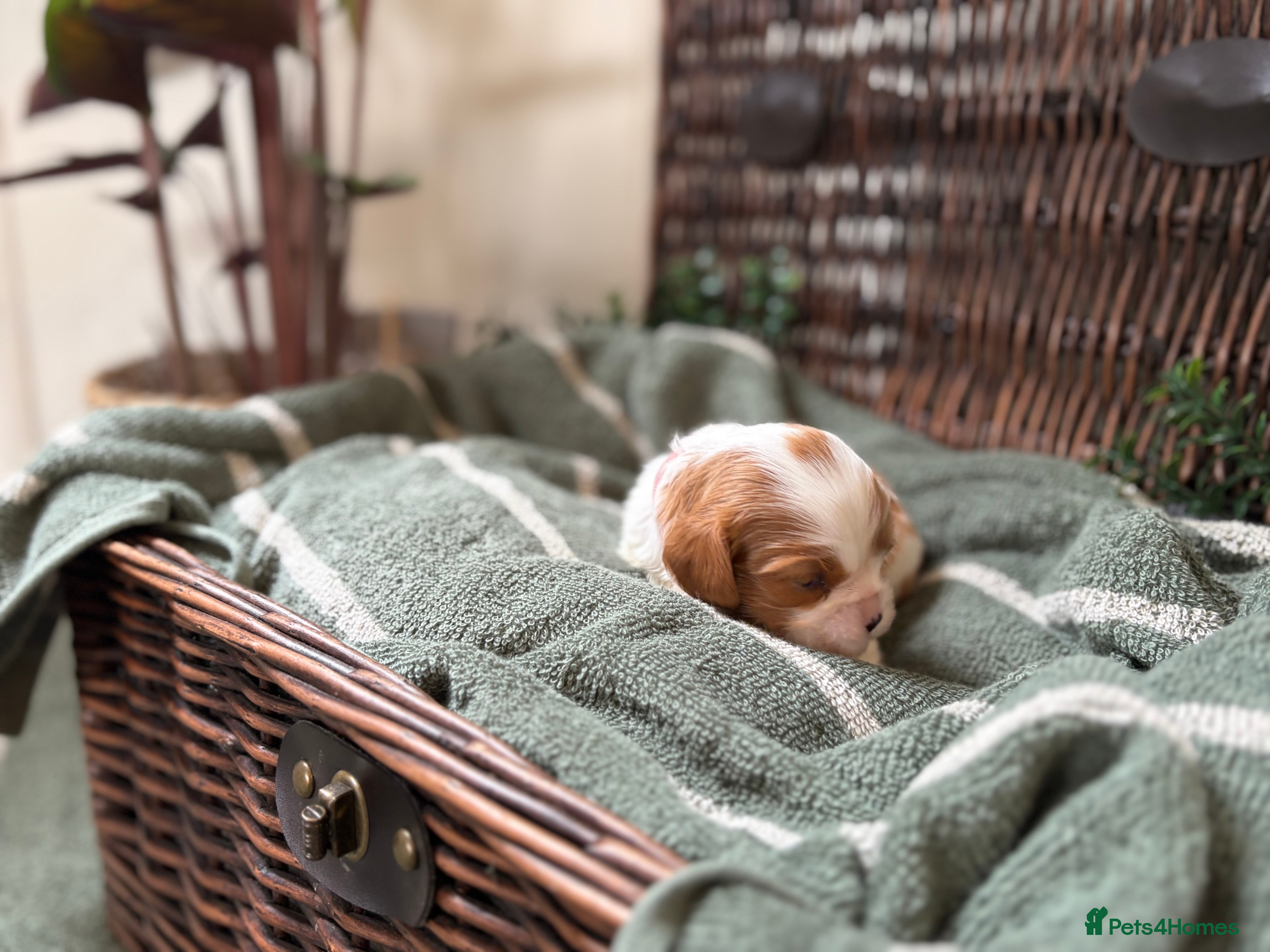 Cavalier King Charles Spaniel dogs CLEAR HEALTH TESTED cavalier King Charles pups - Advert 2