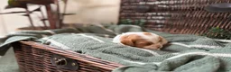 Cavalier King Charles Spaniel dogs for sale: CLEAR HEALTH TESTED cavalier King Charles pups - Advert 2