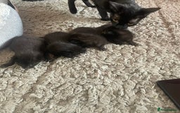 Mixed Breed cats for sale: 5 beautiful mixed kittens  - Image 16