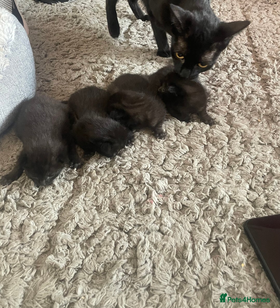 Mixed Breed cats for sale: 5 beautiful mixed kittens  - Image 16