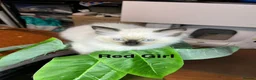 Ragdoll cats for sale: 💖Fabulous Pure Ragdoll Kittens Waiting for Love❤️ - Advert 34