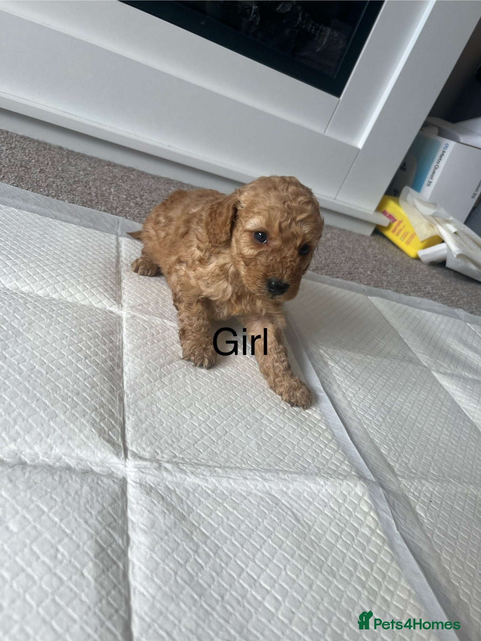 Cockapoo dogs Cockapoo puppies - Advert 2