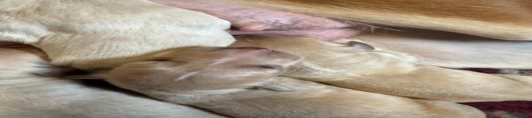 Saluki Puppy 8
