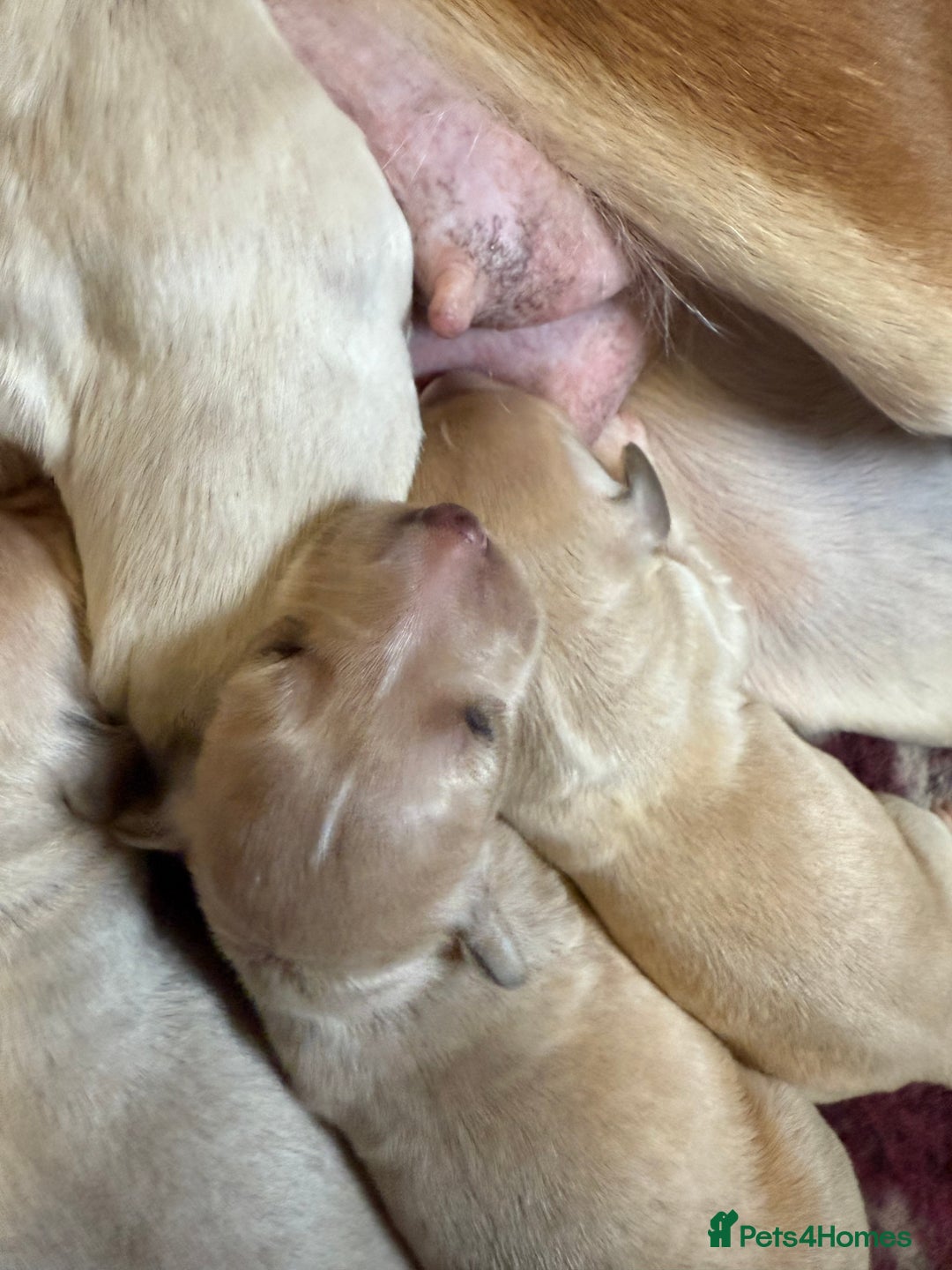 Saluki dogs for sale: Beautiful Saluki  - Image 34