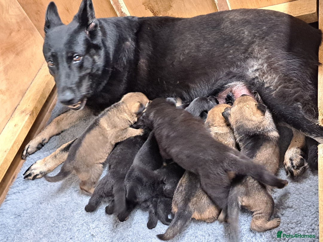 German Shepherd dogs for sale: CZECH DDR WEST GERMAN OLD BLOODLINE KC - Image 32