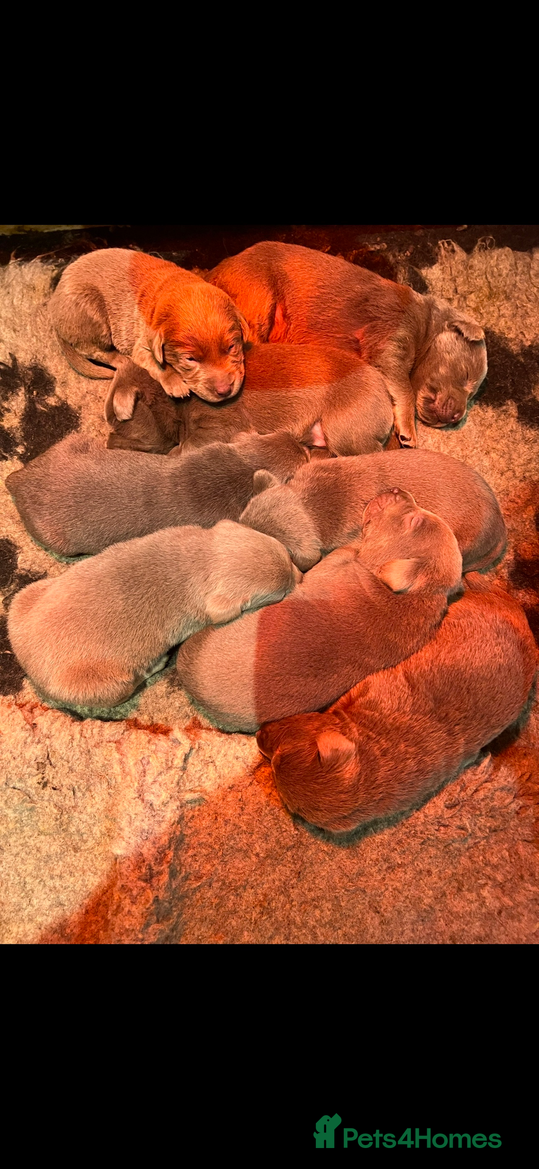 Labrador Retriever dogs for sale: STUNNING SILVER LABRADOR PUPS - Advert 8