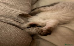 Ragdoll cats for sale: 2x ragdoll male kittens for sale!  - Image 4