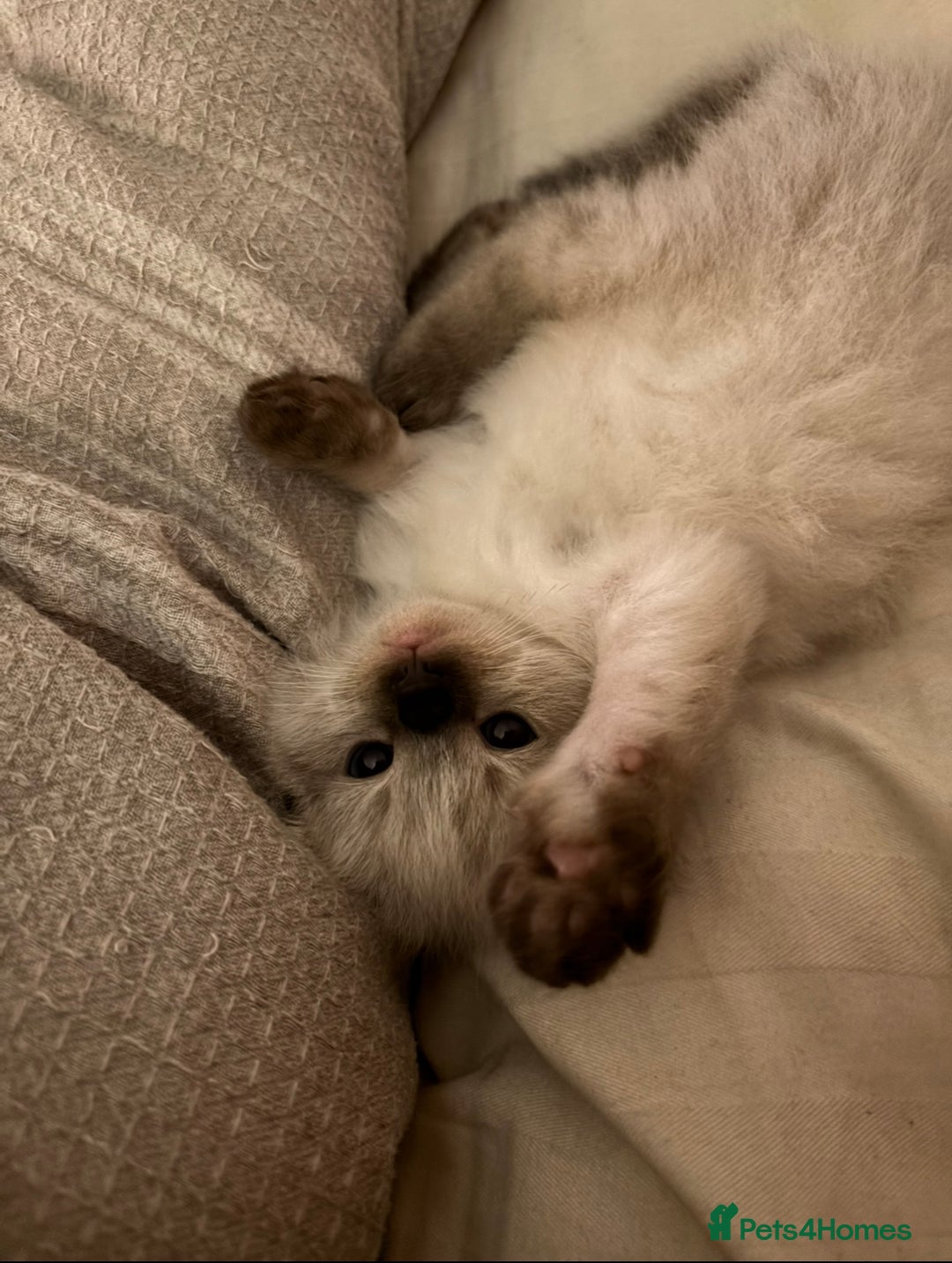 Ragdoll cats for sale: 2x ragdoll male kittens for sale!  - Image 4