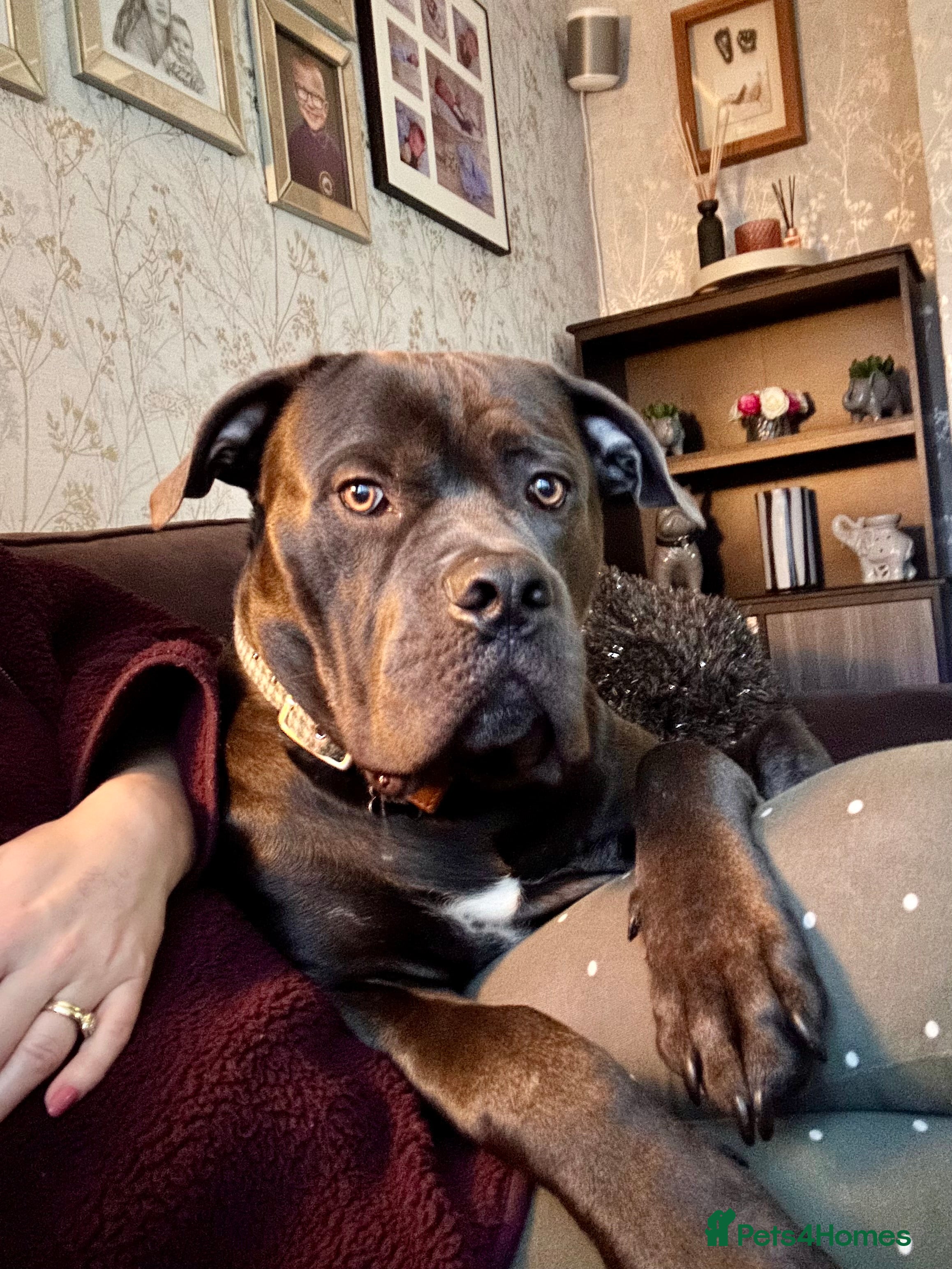 Cane Corso dogs Cane corso - Advert 9