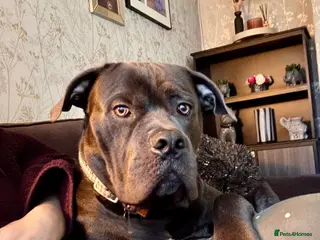 Cane Corso dogs Cane corso - Advert 9