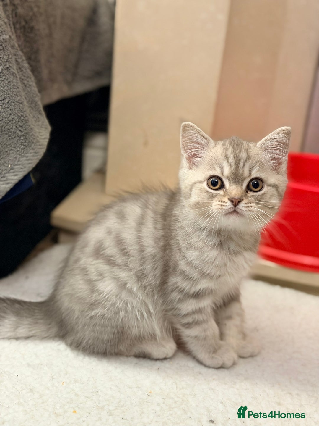 Scottish Fold cats for sale: Scottish fold kittens for sale! - Advert 14