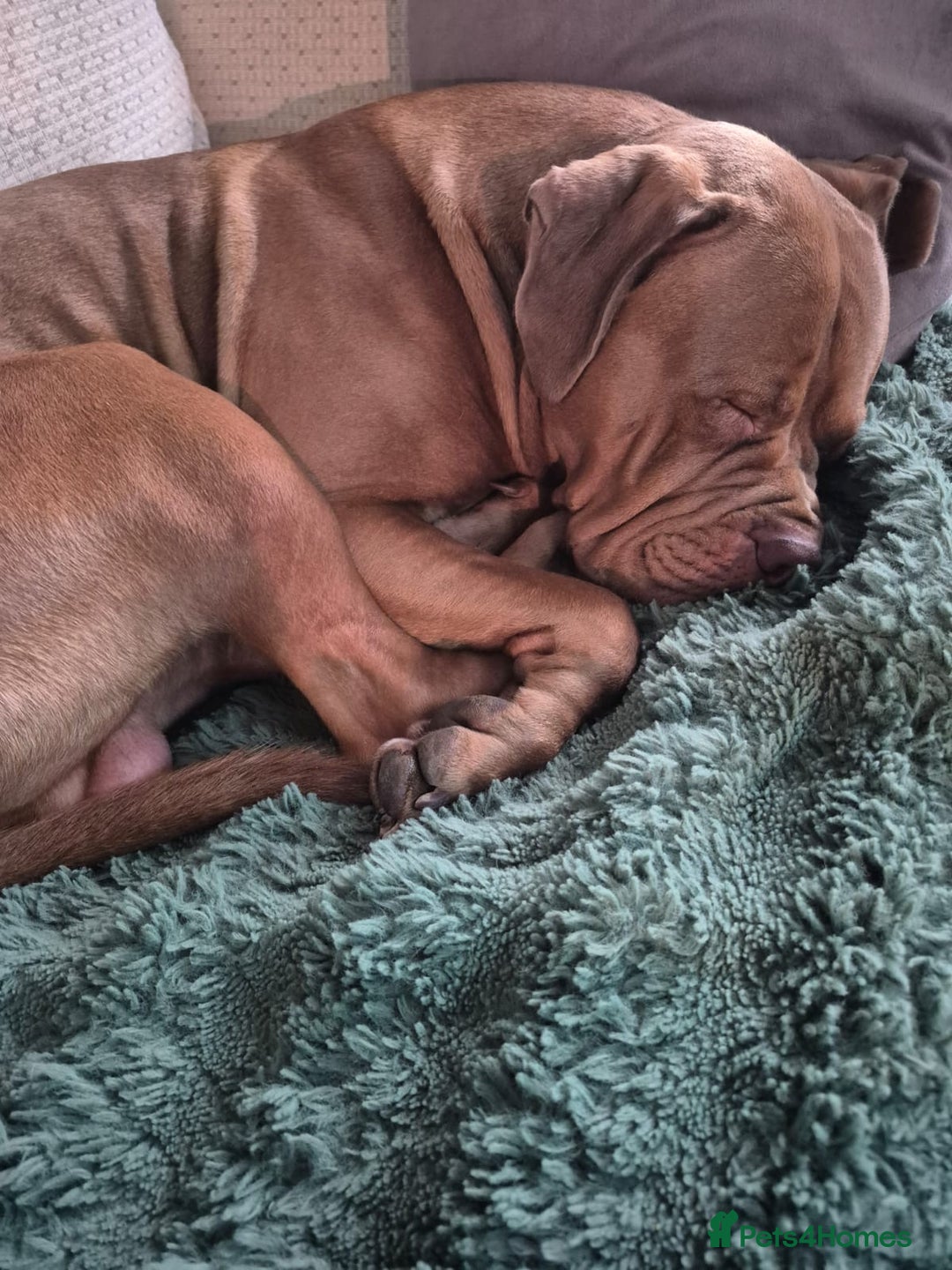 Mixed Breed dogs for sale: Oden  - Image 1