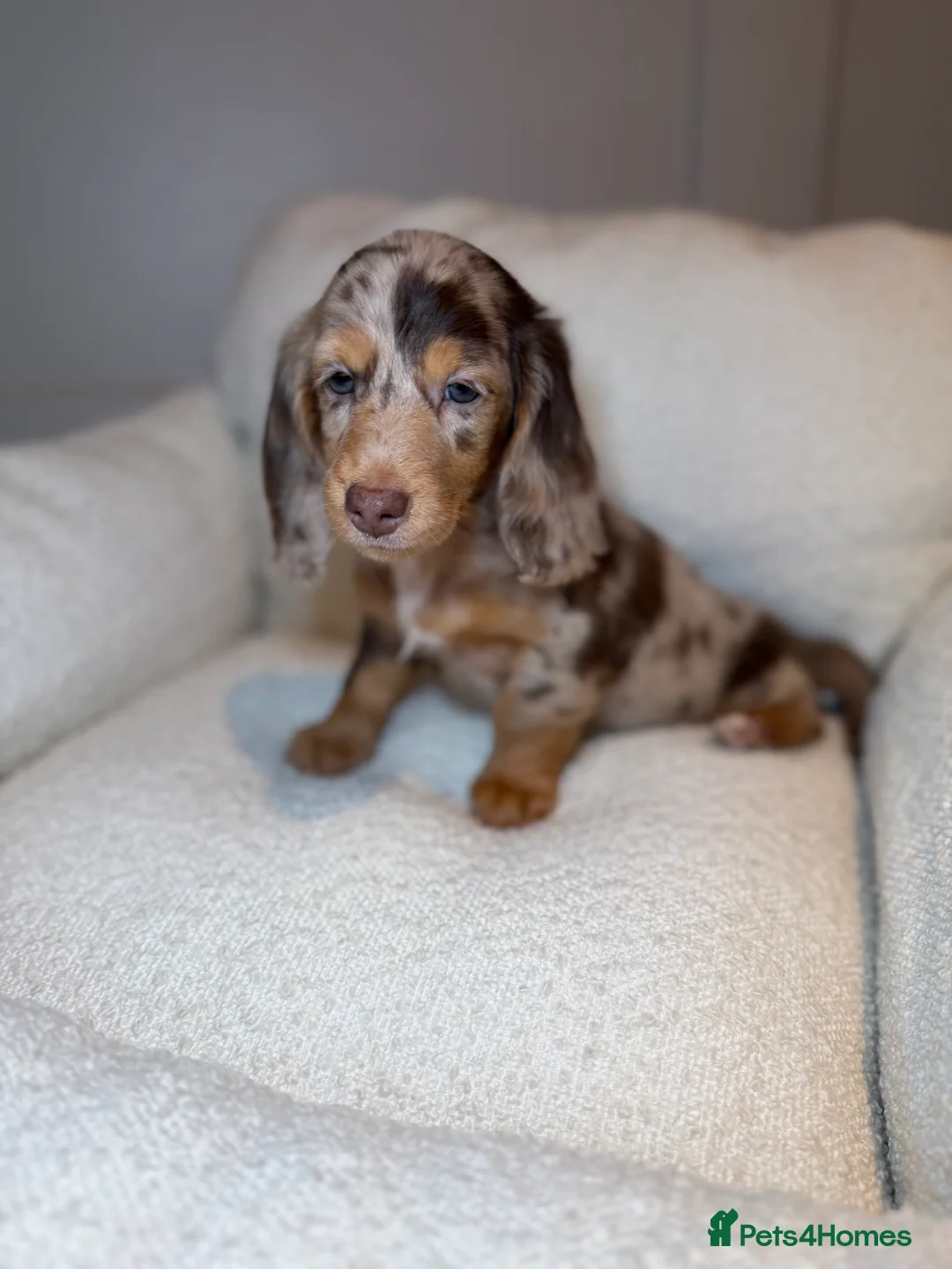 Miniature Dachshund dogs for sale: Expecting Chocolate long hair dapples  - Advert 6