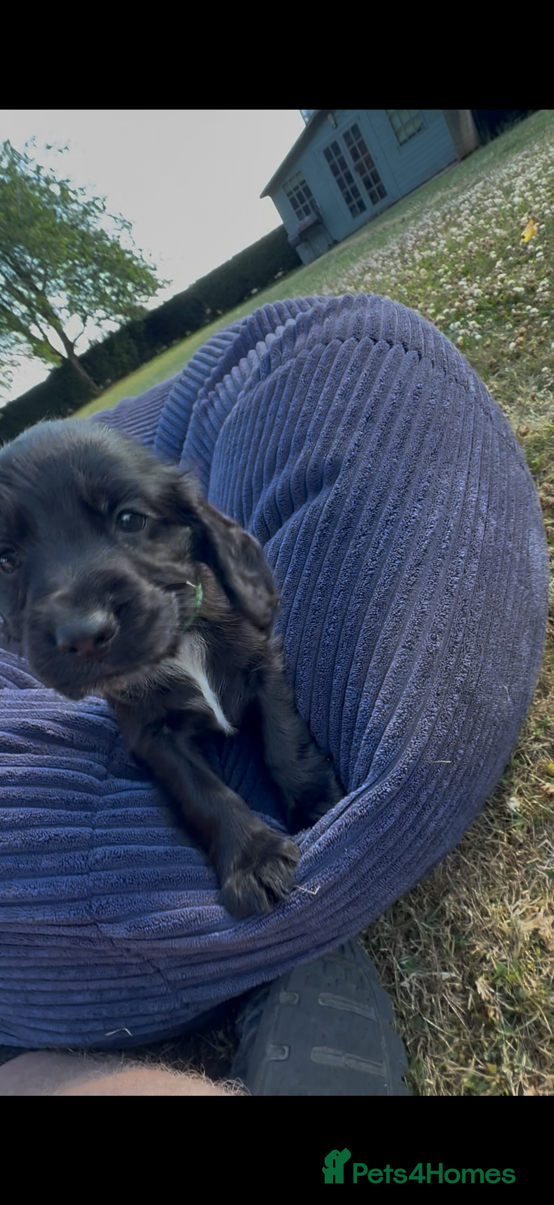 Cockapoo dogs for sale: Cockapoo puppies F1 READY TO LEAVE 🏡🥰 in Leicester - Image 12