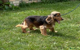 Cocker Spaniel dogs for sale: Handsome boys - Image 11