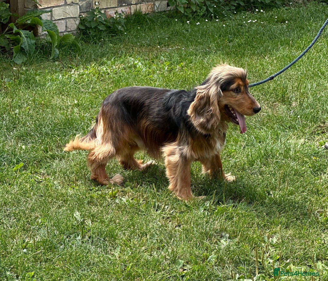 Cocker Spaniel dogs for sale: Handsome boys - Image 11