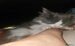 Ragdoll cats for sale: Ragdoll cross kittens  - Image 5