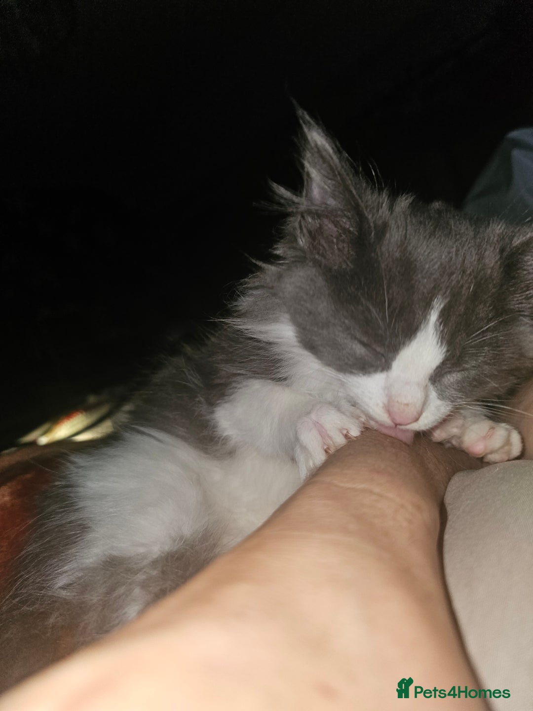 Ragdoll cats for sale: Ragdoll cross kittens  - Image 5