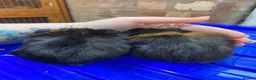 Guinea Pig rodents for sale: Male gunieapigs ready to be reserved  - Advert 3