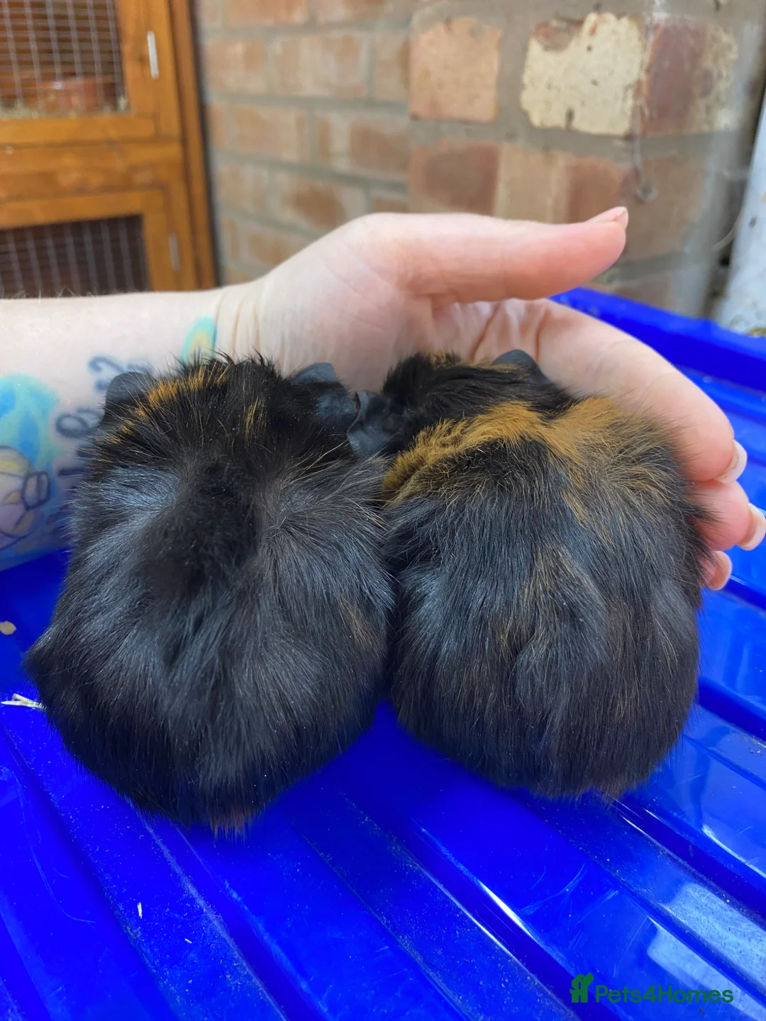 Guinea Pig rodents for sale: Male gunieapigs ready to be reserved  - Advert 3