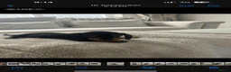 Dachshund dogs for sale: 9 stunning dachshund puppies in immaculate health  in Durham - Advert 11