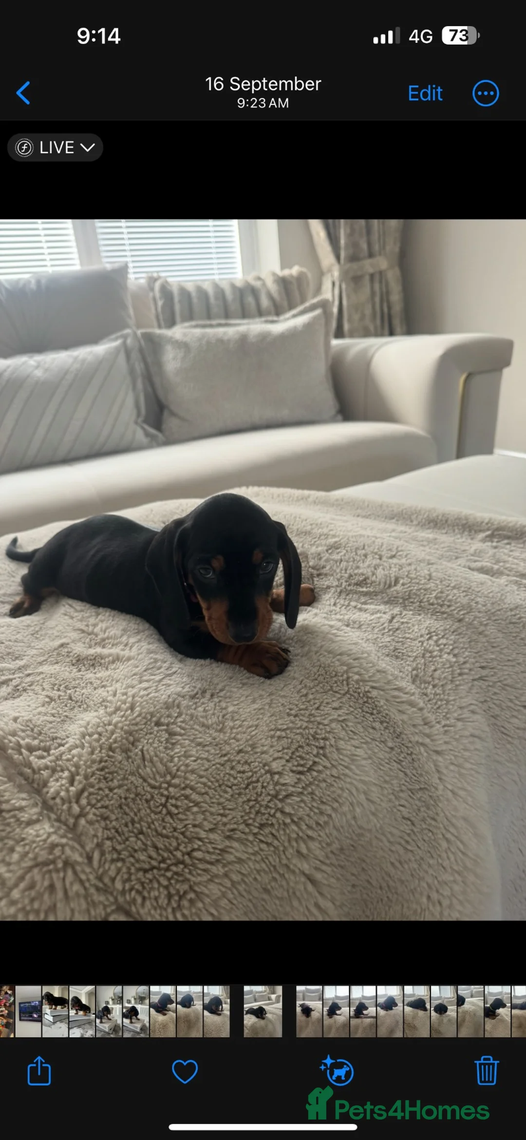 Dachshund dogs for sale: 9 stunning dachshund puppies in immaculate health  in Durham - Advert 11