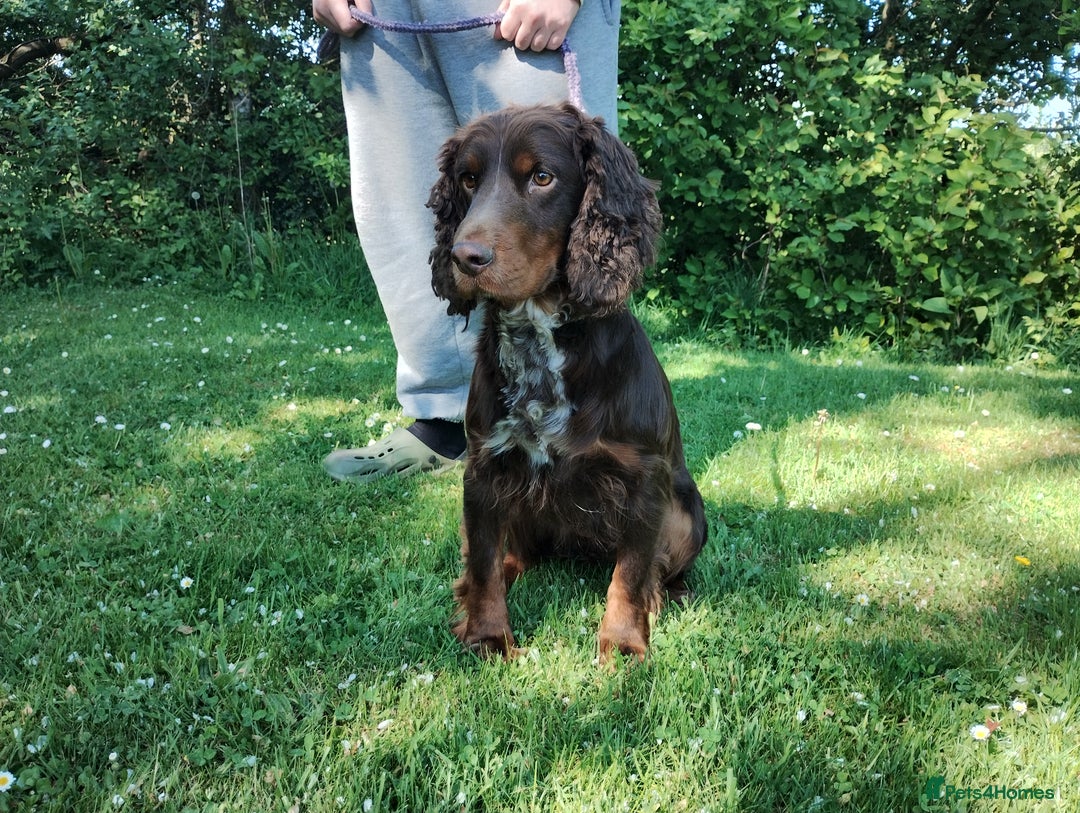 Cocker Spaniel dogs for sale: Cocker Spaniel Puppies - Image 21