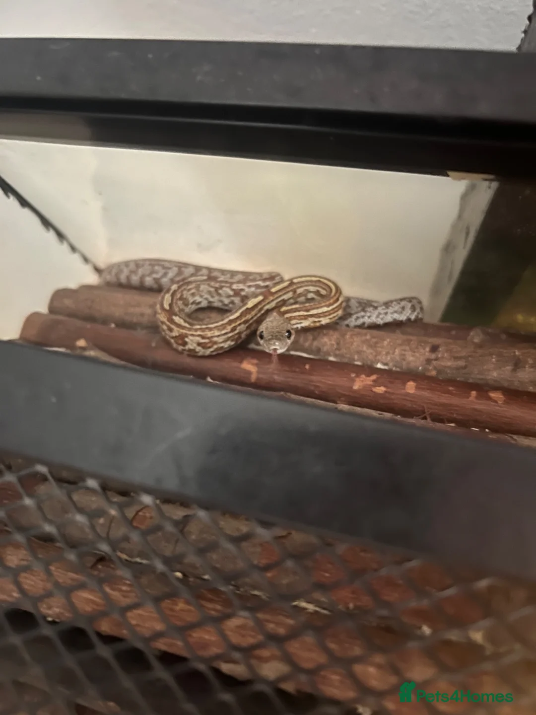 Corn Snake reptiles for sale: Corn snake and mourning gecko with full setups - Advert 14