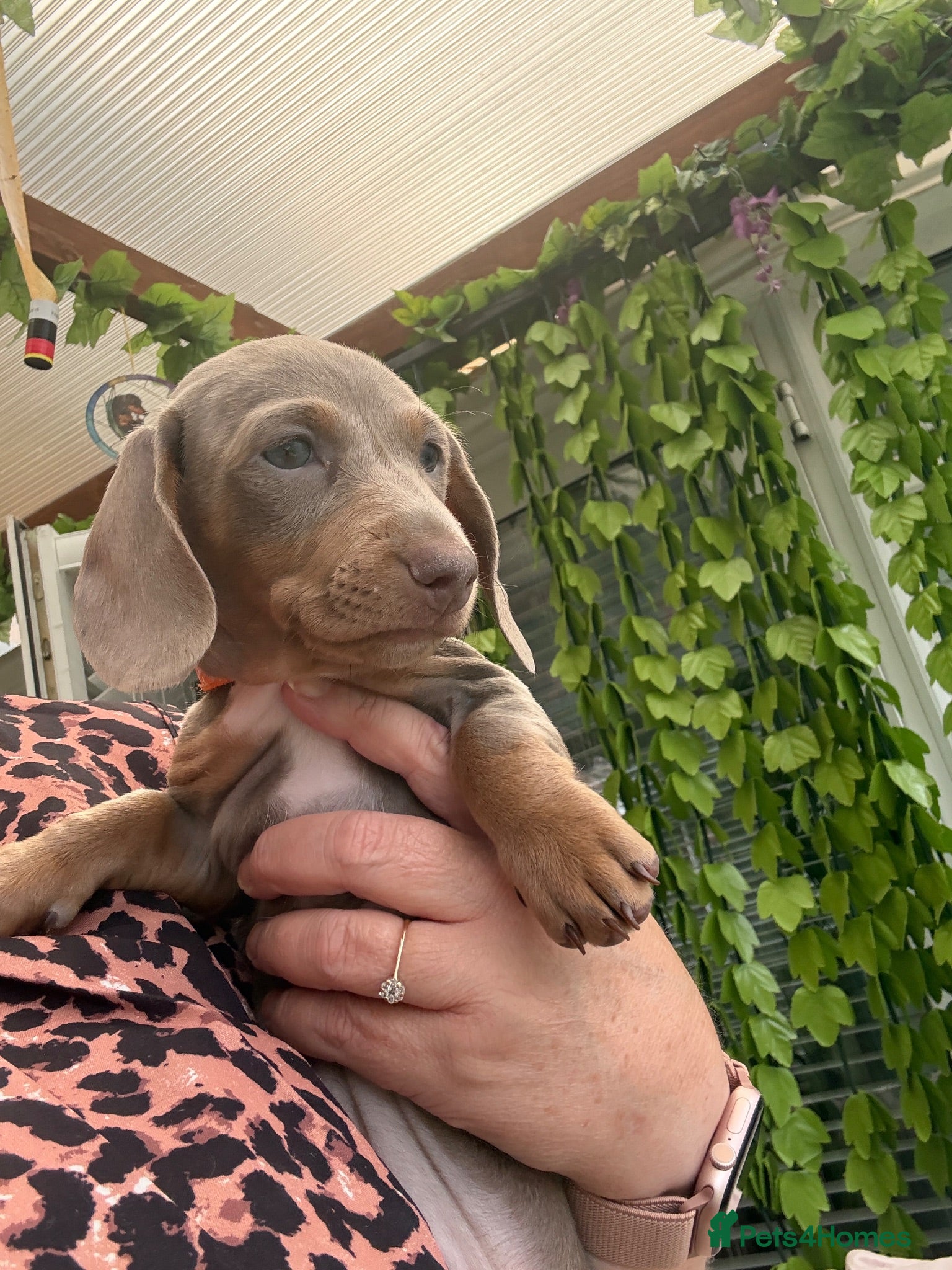 Dachshund dogs Dachshund puppies READY NOW  - Advert 18