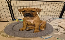 Mixed Breed dogs for sale: Bullmastiff x puppies 🐶  - Advert 17