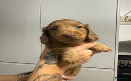 Miniature Dachshund dogs for sale: Beautiful Longhair miniature Dachshund - Image 10