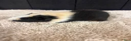 Guinea Pig rodents for sale: Baby Guinea pigs - Advert 2
