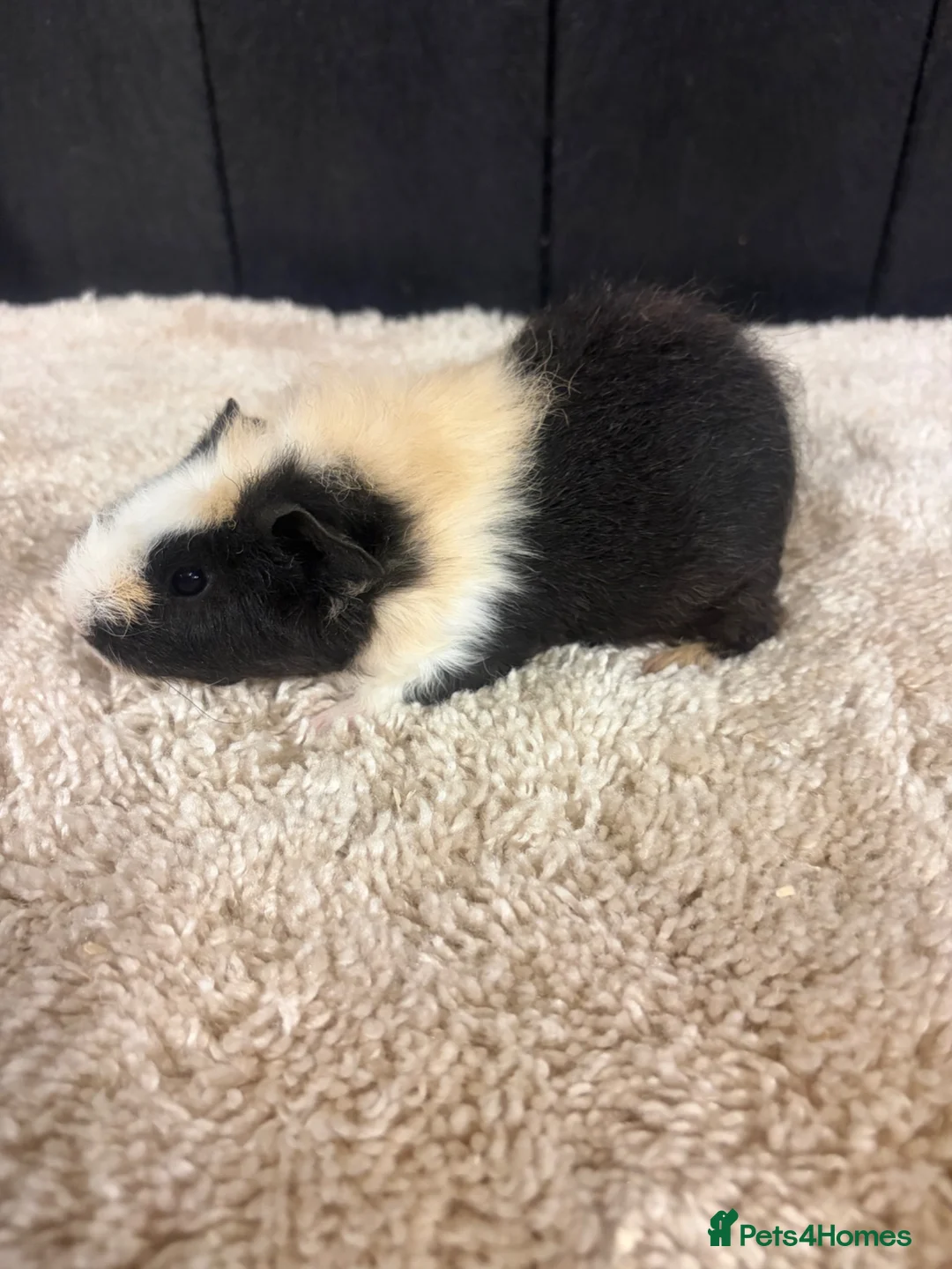 Guinea Pig rodents for sale: Baby Guinea pigs - Advert 2