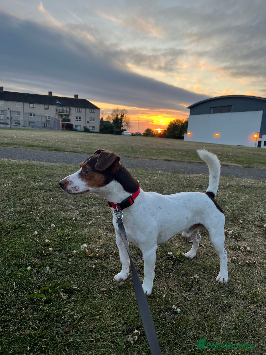 Jack Russell dogs for stud: Bruno for stud  - Advert 9