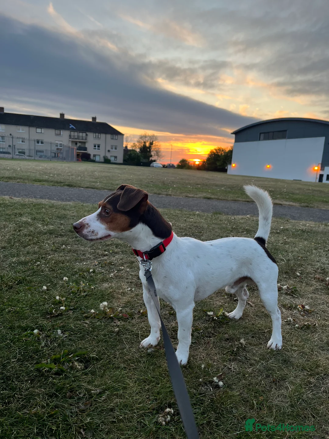 Jack Russell dogs for stud: Bruno for stud  - Advert 9