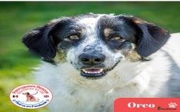 Mixed Breed dogs for adoption: Gorgeous Oreo  - Image 1