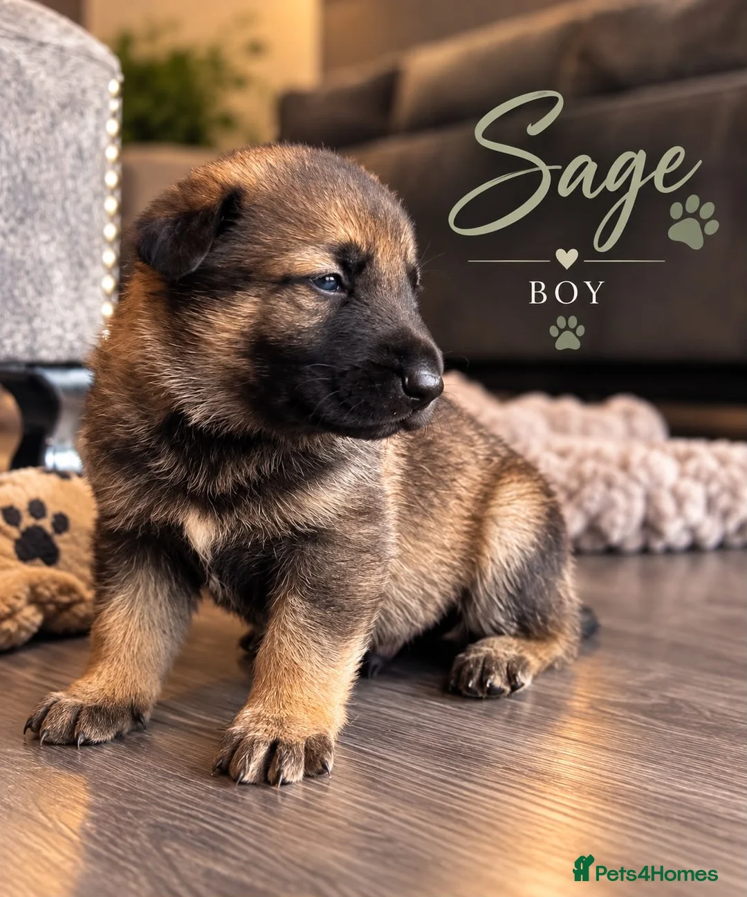 German Shepherd dogs for sale: Beautiful German Shepherds  - Advert 7