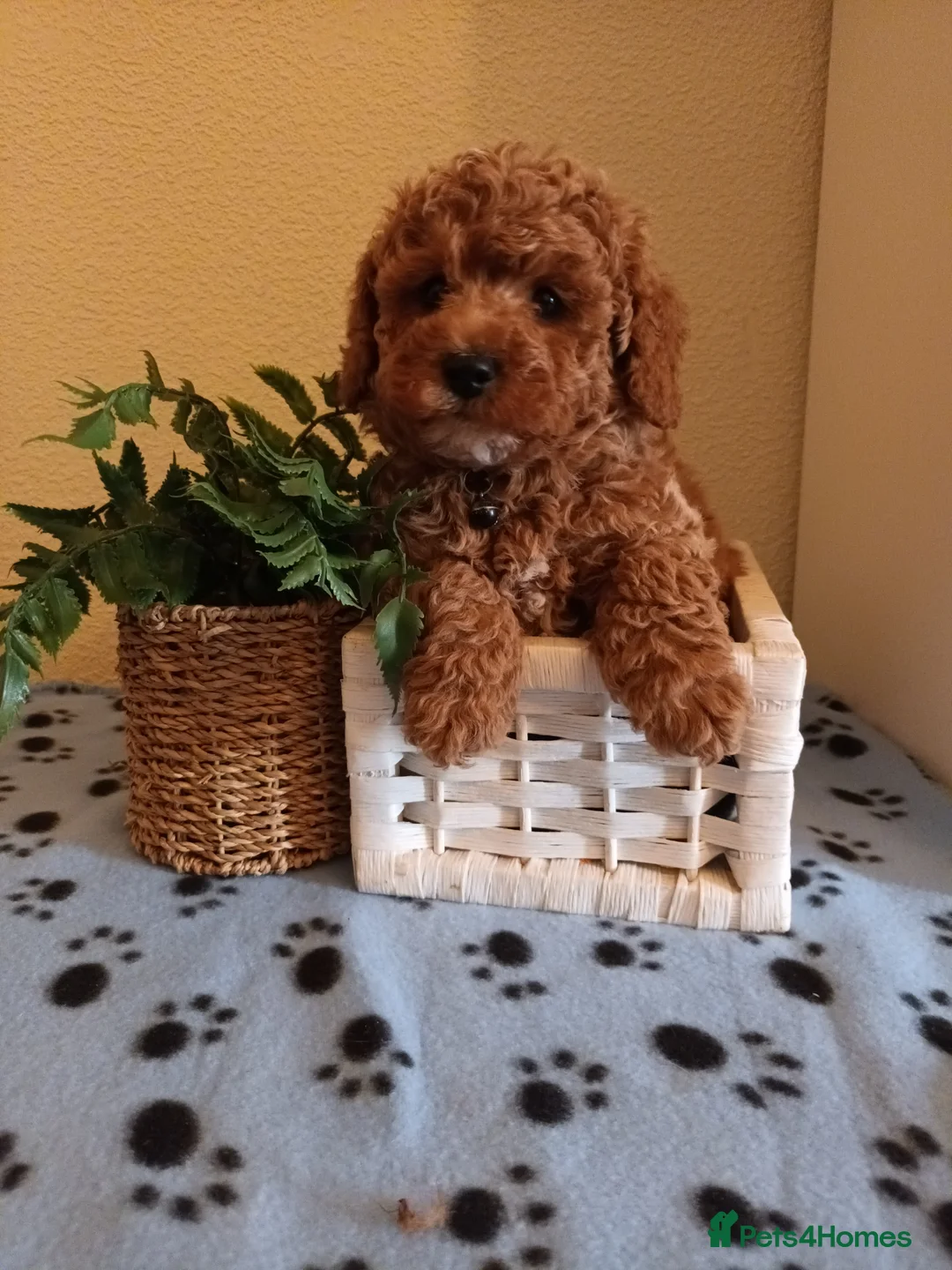 Toy Poodle dogs for stud: Red Toy Poodle stud in Crymych - Advert 6