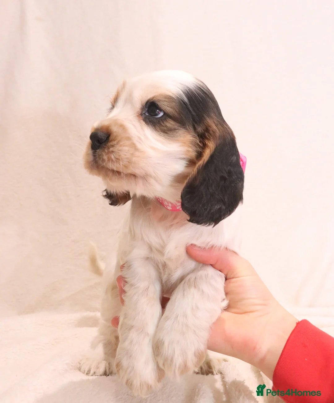 Cocker Spaniel dogs for sale: 🤎🧡 Chocolate Sable & Tan 🧡🤎 - Advert 14