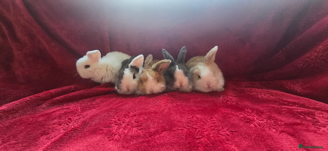 Mini Lop rabbits for sale:  stunning mini  lops   - Advert 2