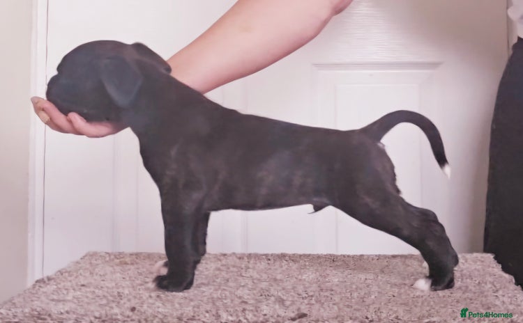 Boxer dogs - Advert 1