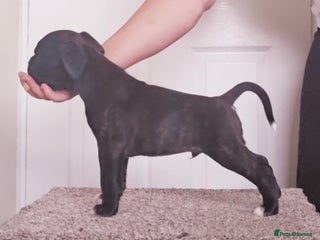 Boxer dogs - Advert 29