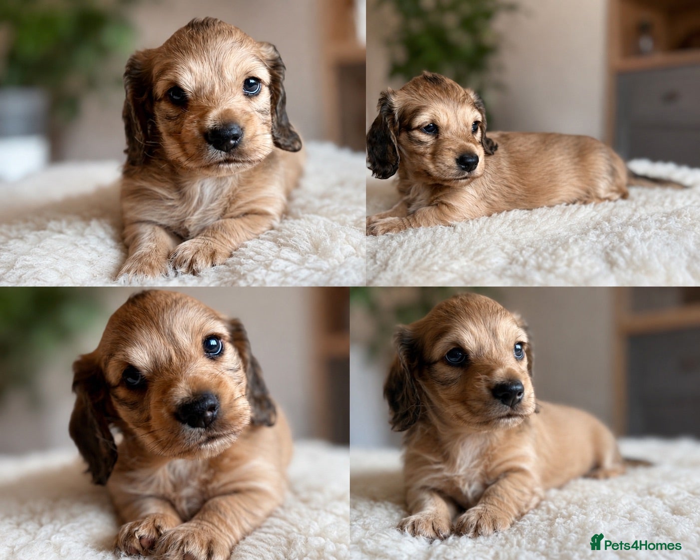 Miniature Dachshund dogs Miniature long haired cream dachshunds  - Advert 1