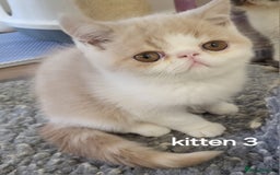 Exotic cats for sale: Registered Brothers  - Image 6