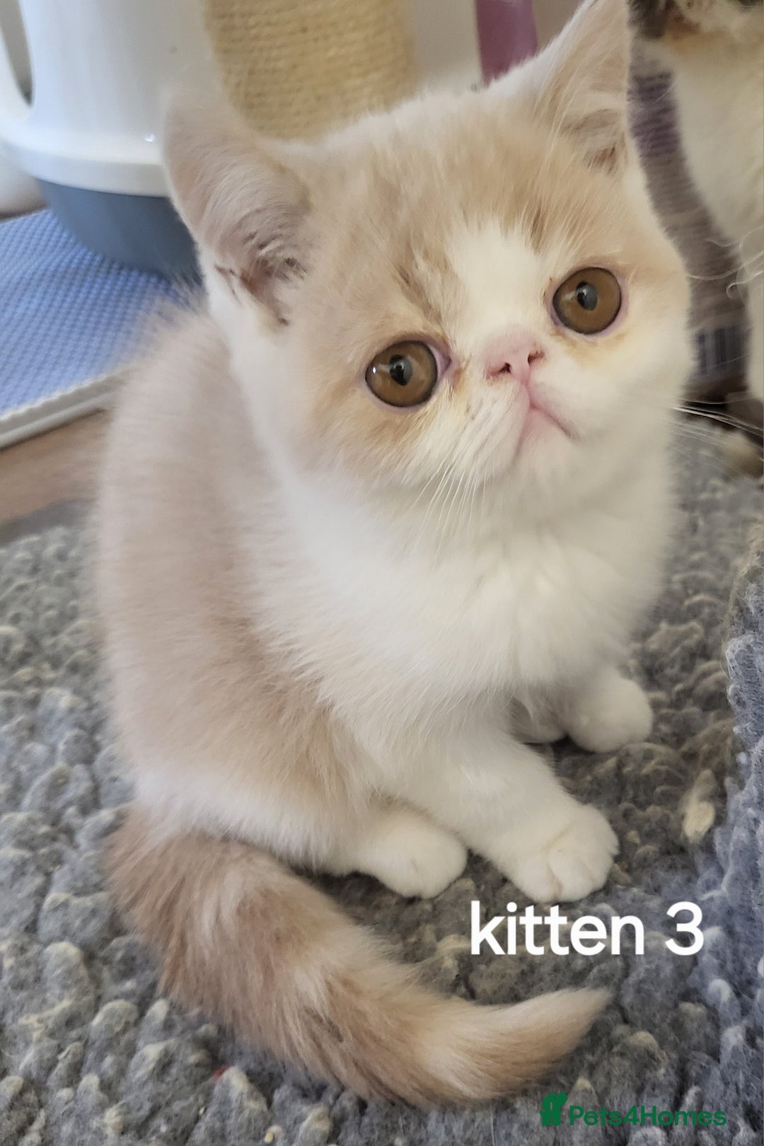 Exotic cats for sale: Registered Brothers  - Image 6